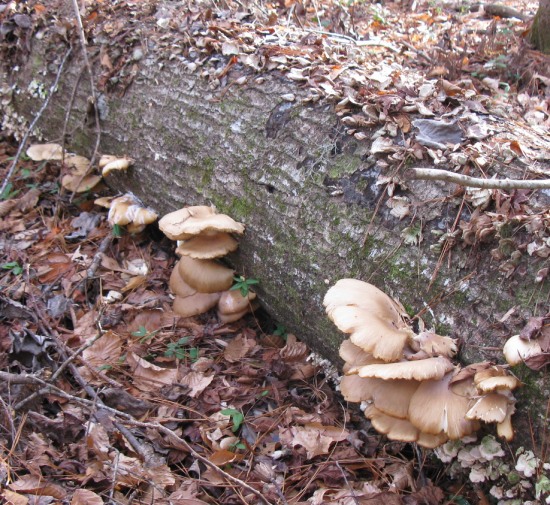 Macrolepiota Procera Parasol